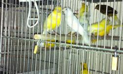 Available are some very good quality Raza Espanola canaries.
Prices are from $65.00 for the variegateds , $75.00 yellows and $85.00
for the whites.price is for each bird...I have many young 2013 banded
as well as 2012 birds that are ready for