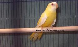 male and female. Beautiful birds and very quiet. The picture is of the Male .Female is the same with yellow chest.asking $100 each for M and F.
They are brother and sister