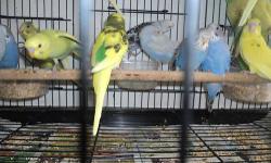 I'm looking for a Male Scarlet Chested Parakeet.
If you have one for Sale
Let me know and lets my a deal.
Please email me