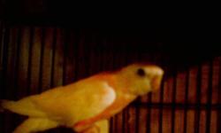 LOOKING FOR BLUE SCARLET CHEST,,,,,would like to do some trading....I have gouldian finches.lineolated parakeets,kakarikis and bourkes