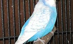 I am looking for a female scarlet chested parakeet