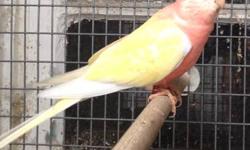 Scarlet chested parakeets, 3-4 month old males and females, raised outdoors, males starting to color out. call Tony
