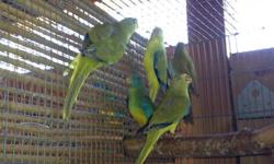 Two female scarlet chested parakeets available for sale. one cinnamon scarlet and one normal scarlet, 3 month old females possibly split blue. 626.964.2423