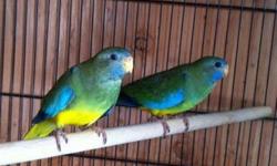 For sale
2 young scarlet chested parakeet
unsexed but looks like a male and female
3 1/2 months old
$250 for both
will not sell separate
Pls call
510-705-3214
Thanks
This ad was posted with the eBay Classifieds mobile app.
