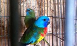 Pair of scarlet chested parakeets for sale $300 for the pair ready to breed u can text or call at 805 766-6795
This ad was posted with the eBay Classifieds mobile app.