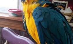 Very sweet Scarlet Macaw is up for adopting to loving family home only. She does talk a lot. She only likes women.She comes with cage, swing & toys. I will not ship her and will be very picky where she goes. You will need to visit to see how you get along