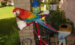 Baby Scarlet Macaw about 12 weeks old, just learning to feed him self.
Very sweet, loves to be talked to and held. Loves his toys.
makes a very sweet ,loving pet, needs lots of love. very smart.
Layaway available.
I do not ship, sorry