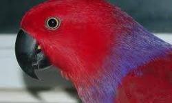 Beautifull tame and talking young Scarlet Macaw. Loves to talk and play. This is a fine parrot that you can enjoy inside or outside of the cage. Hand trained & playtop cage included. Serious buyers call 832-567-6101.