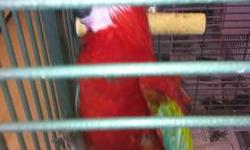 Beautiful bird believe as per previous owner to be a male.Great feathers and perfect health.Talks and as per only previous owner he is six years young. Looking for a macaw this is it. No reasonable offer will be rejected.