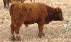 We are selling our 2012 SH off-spring:
Purebred out of registered parents, hardy, very healthy , never-been-sick,
All natural - No hormone.
7 Scottish Highlander bull calves ( red, blonde &dark brown),
born March to May , 2012,
Ready to go in October.