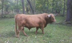5 year old Scottish Highland Bull for sale
gentle and quiet