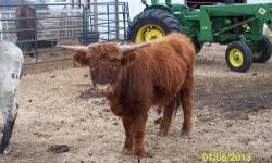 I have a 1-1/2 yr old Scottish Highlander bull that is very gentle & easy to handle.
If interested give me a call at 918-520-2755.
Delivery available for a small fee