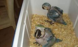 SCRALET MACAW BABIES
FREE SYRINGE
MY CELL 956-533-4183