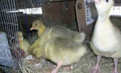 We have 10 sebastopol goslings available. Their ages range from 1 week - 1 month old. There are 4 geese and 6 ganders in this bunch. Will sell single boys or pairs only.
Price: $25 each
Parents are Splash and White smooth breasted Sebastopols (they are