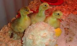 We have many eggs in the incubator and are hatching sebastopol goslings! You can give us a call or text to see what we have available.
We sell: boys, pairs, and trios( 2 girls &1 boy if we have enough of each sex).
Price: $25 each
We also have hatching