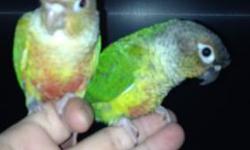 I am selling a proven pair of pineapple greedn cheek conure.
They have had just one clutch for me and they had 5 babies.
3 cinnamons, 2 pineapples.
$400 for pair or best offer.
If you are interested, plz let me know at 270-352-1004, or 201-280-6643(Cell)