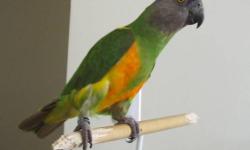 senegal parrot about 5 years old, tame, say a few words, nice colors, perfect conditions, for more info callme at 818 636 4340 tambien hablo espanol