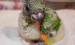 Senegal baby $275..
baby hatched , June, 1 / 2014
only to an experienced hand feeder, is beginning to munch on Veggies,,
shipping at Buyers expense, for $150.. with United,,
Ph: 863 804 1037
thanks
pic, are of previous babys from the same parents