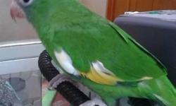 We have a TAME Senegal Parrot here at our store. Give us a call or stop by at:
9531 Jamacha Blvd. Spring Valley, Ca 91977 or call 619-434-3207