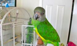 Young Senegal Parrot, hatched late spring, hand raised and fed by a professional breeder. Tame, will step up on your finger, quite, a really sweet bird. Very nice cage large included.
Price is firm, will not respond to other offers.
No trades.