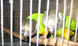 VERY NICE YOUNG BONDED PAIR OF SENEGAL PARROTS, THEY ARE 4 YEARS OLD. NOT TAME, FOR BREEDING. IF INTERESTED, PLEASE CALL OR TEXT 305-744-2449 OR 786-269-9631 SPANISH