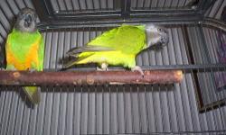 Senegal Parrot (PROVEN) Pair 6 years old, perfect feather, male talks, they sit and feed there young. if interested e-mail me or call 240-505-8793
thanks David >>>> mdfeatherfriends