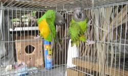 VERY BONDED SENEGAL PAIR, THEY ARE 4 YEARS OLD, READY FOR BREEDING NEXT SEASON, ALWAYS IN THE NEST BOX TOGETHER. IF INTERESTED, PLEASE CALL OR TEXT 305-744-2449 OR 786-269-9631
