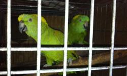 Adult Bonded Pair of Senegal Parrots $350 firm. From a well established exotic bird breeder downsizing towards retirement. Other bonded pairs and individual birds available for sale. Call for details 502-538-2732, no email please.