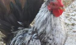 I have a pair of Serama Bantam Chickens that need new homes. This are the smallest chicken breed in the world! Very tiny. The male is a very pretty Silver Dun (I believe) Nice upright tail, small bird. Hen is a small buff bird, may end up with some