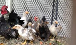 We have a lot of serama chicken for sale .....start up $15 each.....please call...714 - 316 9925