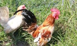 Adult trio Serama Chicken's
2 Hens and 1 Rooster all 3 for $25..
laying and producing chicks,
all are about 11 month old
we are in Polk City Fl. Thanks
Ph: 863 804 1037