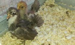 2 Serama chicks $25 ea. hatched 3/29/15 Parents are B Class
530-300-1866
The Serama are characterized by their upright posture, full breast, vertical tail feathers held upright and tight up to the body and vertical wings held down nearly touching the