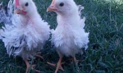 serama chicks smallest chicken in the world - $15(surprise)
I'm selling baby Serama chicks 15.00 a piece for frizzle and 10.00 for flat feathered. They are the smallest chickens in the world. Great for teaching children about raising birds and where eggs