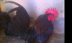 Serama Roosters and Hens for sale. Assorted variety and colors to choose. Starting at $25.
Call 951.487.5115 for info.