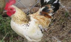 3 Serama Roosters $15.00 each or all 3 for $40.00. Beautiful Healthy Birds. 7 Months old. Been raised together but I will separate. Near Tulsa (sperry) 405-818-5462. Worlds Smallest Chicken!