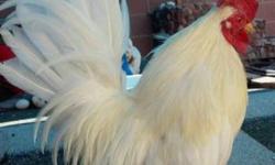 Serama Roosters for sale, male and female, variety of colors.
Contact 562.616.3255 for info.