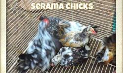 I have seraama ,silkie polish and phoenixchicks for sale. I have all different colors in seramas and have buff, splash and black in silkies. polish are silver laced asking $5 each if interested call 352-726-0050