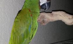 I have a 2 year old Severe Macaw that I'm rehoming Very Friendly an Tame
Ask for Linda 513-400-8071 or Text
Tarpon Springs Fl