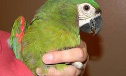 Newly weaned, very tame, hand fed baby. I can ship anywhere in the US via Delta airlines. See my website at www.exoticparrots4sale.com