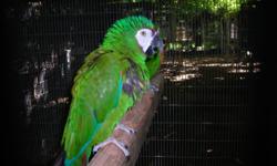 Will sell pair of mature severe macaws $550, and will trade pair of red throat conures, and extra hen for moustache parakeets.
RJ
928-785-2821