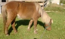 Female approximately 16 years old. She is a very gentle friendly horse that was rescued and nursed back to health. She is ready for her forever home.