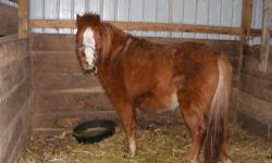 Shetland Pony - Shetland Courtesy Post - Small - Adult - Female
Shetland is an 11yr old broodmare. She is registered.She is 39 inches tall. She had a foal last year but is open now. You can see the foal . She is up to date on shots and her hooves are in
