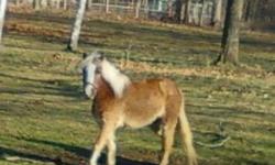 Shetland Pony - Shetland - Small - Adult - Female - Horse
Shetland is an 11yr old broodmare. She is registered.She is 39 inches tall. She had a foal last year but is open now. You can see the foal . She is up to date on shots and her hooves are in good