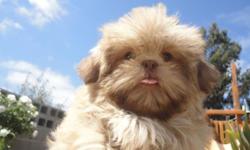 Cute tiny little shih tzu puppies ready for loving homes.
Call today
408-334-0059
831-789-4944