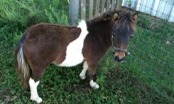 Shiloh, is a very sweet and pretty 7 month old Colt. He is not a biter and he dose not kick , Shiloh is raised with my little dogs and I believe he thinks he is one of them. With a down payment I will hold him for you till Christmas.