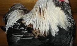 Show Quality Bantam Salmon Faverolle Chicks for sale. Faverolles are originally of French origin and are on the critical/endangered list as there are less than 500 breeding pairs in the U.S. Quiet and docile, they are easy to work with. Plz call