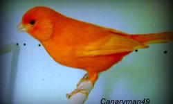 Available now some selected canaries,very healthy ,young,and in good feather,bred for many years for show performance in comparasion to the standard of excelence.
These are not the average "run of the mill" kind of canaries.
You may now select among these