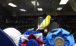 Show quality Fife Canaries for sale. These fifes come from a line of champion fifes. The Fifes were born this year. Will ship. Call 561-432-2277
http://alsbirds.webs.com/