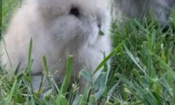I often have mini rex & lionhead babies and adults available to new homes. I have fantastic, sound foundation stock that are shown and have many impressive awards & wins on them. If you are in the market to show or breed, or even looking for a pet please
