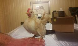 Silkie bantam chicks $15.00 I have white, paint and black. Gorgeous parent stock on premises. NPIP
Currently have 3 paints, 2 white and 2 black that hatched on 3/10/15 and more hatching this weekend.
Wonderful backyard chickens, great with children.